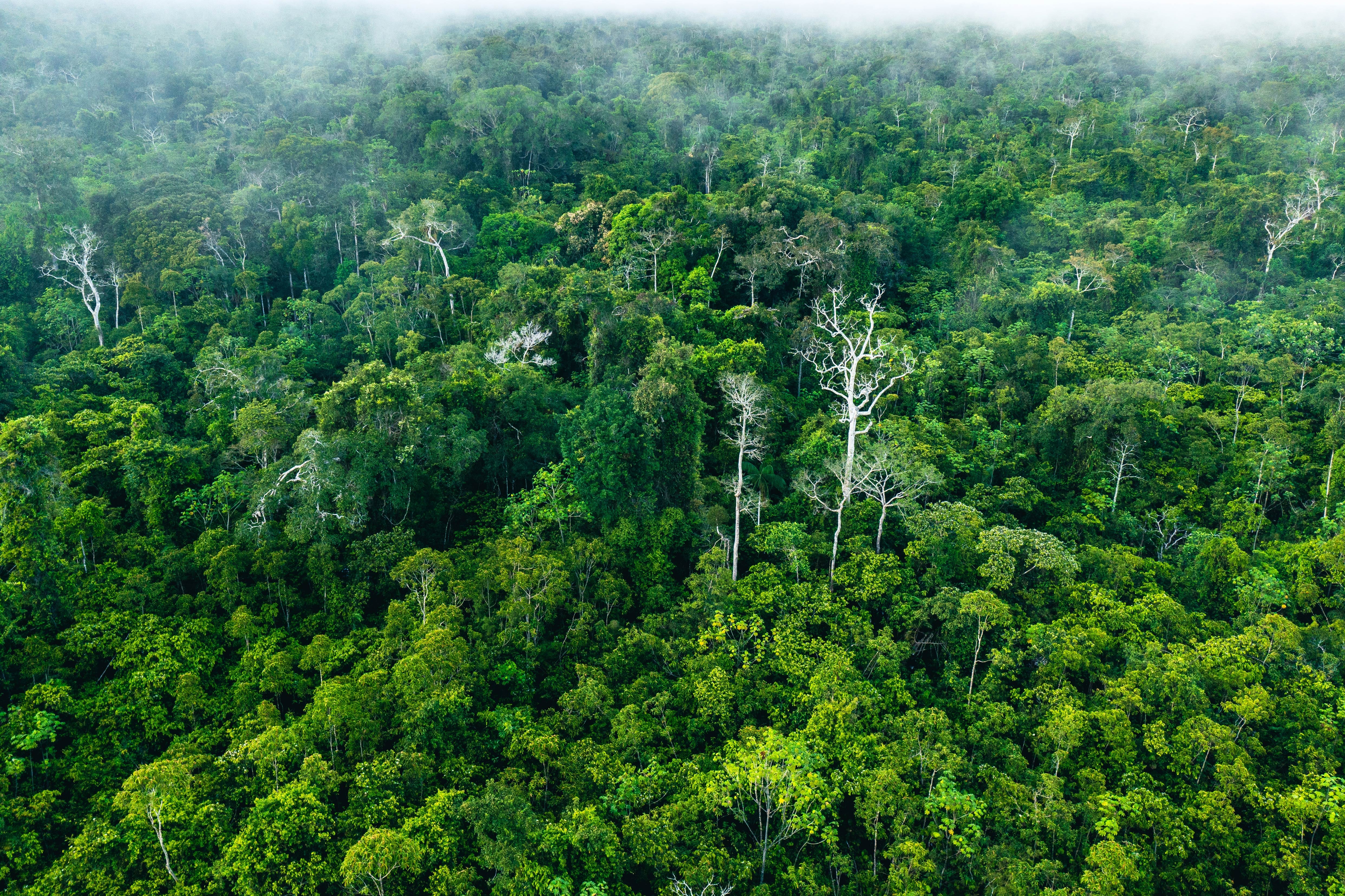 aerial rainforest 